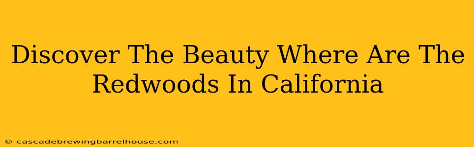 Discover The Beauty Where Are The Redwoods In California