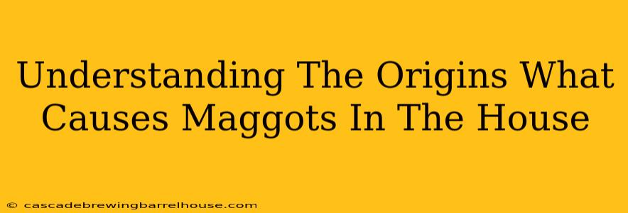 Understanding The Origins What Causes Maggots In The House